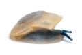 Caracolus sagemon Cuba albino shell juvenil